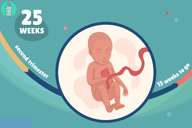 Mang thai tuần thứ 25 - sự phát triển của thai nhi và lời khuyên dành cho mẹ