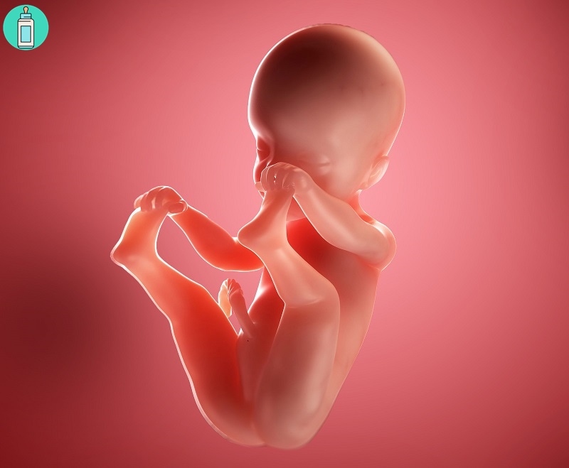 Mang thai tuần thứ 25 - sự phát triển của thai nhi và lời khuyên ...