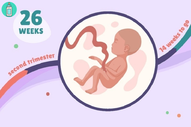 Mang thai tuần thứ 26 – Những điều cơ bản mẹ cần nắm