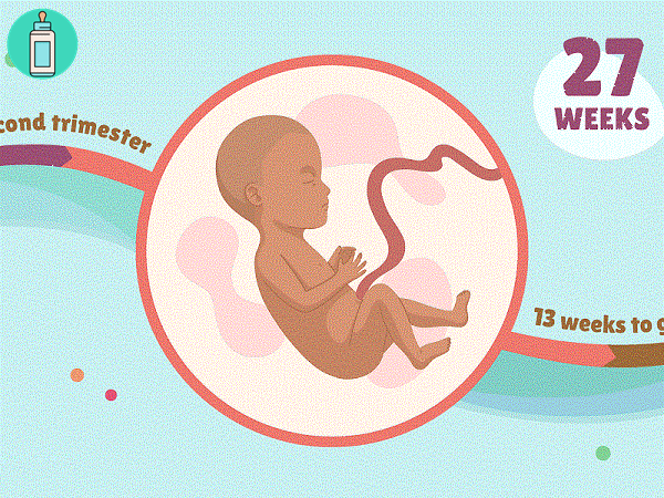 Những điều cần biết khi mang thai tuần thứ 27