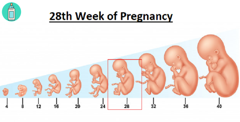 Kiến thức dành cho mẹ mang thai tuần thứ 28
