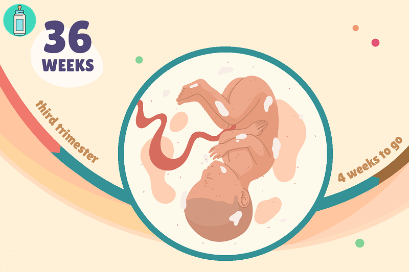 Mang thai tuần thứ 36: Con phát triển ra sao và mẹ cần lưu ý những gì?